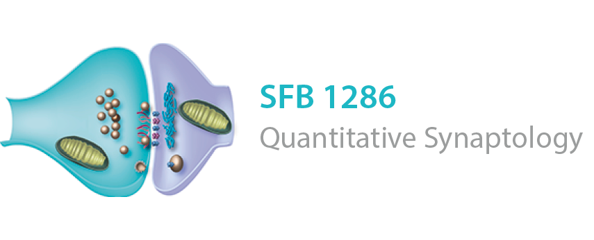 SFB 1286